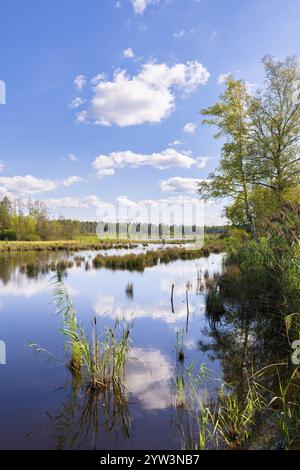 Un lac calme avec des arbres et des nuages reflétés dans l'eau, mousse de Schwenninger, Villingen-Schwenningen, Forêt Noire, Bade-Wuertemberg, allemand Banque D'Images