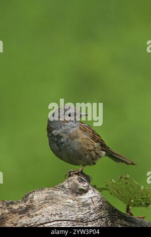Dunnock (Prunella modularis), animaux, oiseaux, assis sur le tronc d'arbre Hesse, République fédérale d'Allemagne Banque D'Images