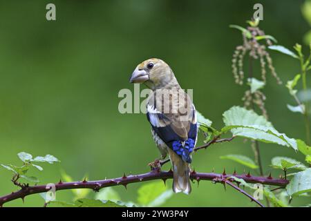 Jeune aubaine (Coccothraustes coccothraustes) assis sur une vigne de bramble Hesse, République fédérale d'Allemagne Banque D'Images