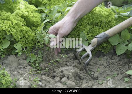 Une main désherbant un lit de laitue, jardin, jardin de campagne Allemagne Banque D'Images