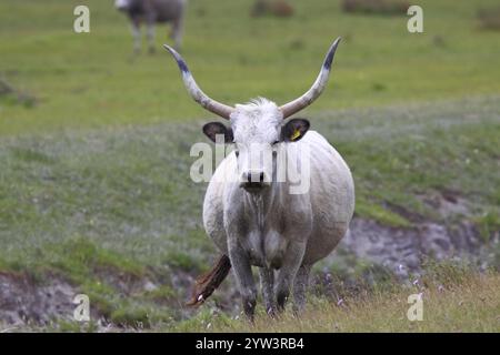 Bovins gris hongrois, bovins gris hongrois (Bos primigenius, Bos taurus), Burgenland, basse-Autriche, Europe Burgenland, Burgenland, Autriche, Europe Banque D'Images