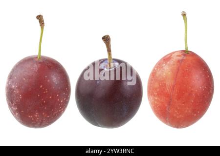 Fruit à noyau, variété prune, variété prune, prune cerise, myrobolane, trois variétés de couleur, district autonome de Lahn-Dill, Hesse, République fédérale de Banque D'Images