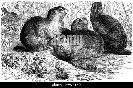 Écureuil terrestre européen, Spermophilus citellus, (livre zoologique, 1908), écureuil terrestre européen, Souslik d'Europe Banque D'Images