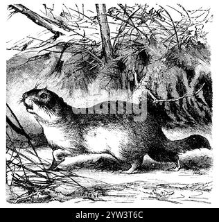 Écureuil terrestre européen, Spermophilus citellus, (, ), écureuil terrestre européen, Souslik d'Europe Banque D'Images