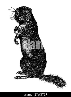 Écureuil terrestre européen, Spermophilus citellus, (, ), écureuil terrestre européen, Souslik d'Europe Banque D'Images