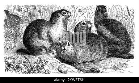 Écureuil terrestre européen, Spermophilus citellus, (encyclopédie, 1888), écureuil terrestre européen, Souslik d'Europe Banque D'Images