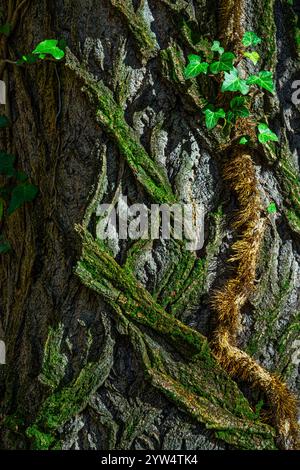 Lierre poussant sur un tronc d'arbre recouvert de mousse et de lichen, créant une texture naturelle intéressante, dans la réserve naturelle de 'la Solfa'. Raiano, Abruzzes Banque D'Images