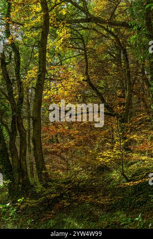 La lumière du soleil filtre à travers le feuillage vibrant des arbres dans une forêt dense pendant le pic de l'automne. Parc national de Maiella, Abruzzes, Italie, Europe Banque D'Images