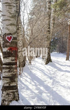 La lumière du soleil filtre à travers les arbres dans une forêt enneigée. Banque D'Images
