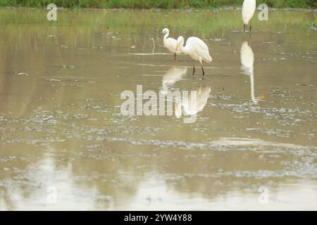 Vue accrocheuse de décembre : le débarquement de l'aigrette de l'est pour attraper sa proie à la veille est une scène commune dans de nombreux rizières à travers le Kerala. Banque D'Images