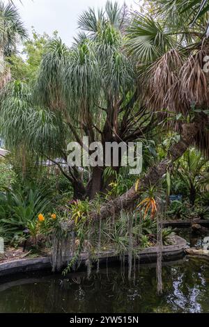 Jardin botanique de Miami Beach à South Beach, Miami, Floride. Étang avec tortues et poissons colorés. Ce jardin est très bien organisé et un joyau caché. Banque D'Images