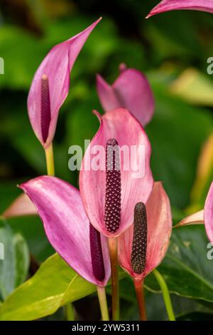 Belle plante de jardin d'hiver Anthurium Zizou, portrait naturel de plante en gros plan. Séduisant, fiable, authentique, Moody, nouveau, bsorbing, abstraction, Banque D'Images