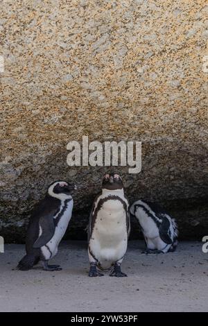 Trois pingouins africains se cachent du soleil à l'ombre d'une grande pierre. Afrique du Sud, habitat naturel des animaux menacés. Pieds noirs, SPECT Banque D'Images