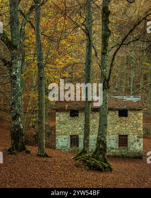 L'abri de défense fonte Romana immergé dans les bois d'automne de Passo San Leonardo dans le parc national de Maiella. Abruzzes, Italie, Europe Banque D'Images