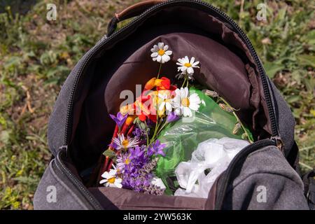 Bouquet de fleurs sauvages ramassé dans un champ couché dans un sac à dos. Banque D'Images