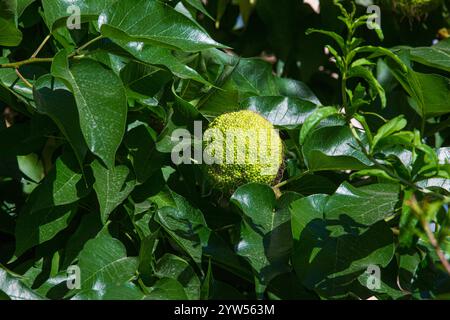 Un Osage orange sur un arbre à Icheri-Shekher (vieille ville) de Bakou, Azerbaïdjan Banque D'Images