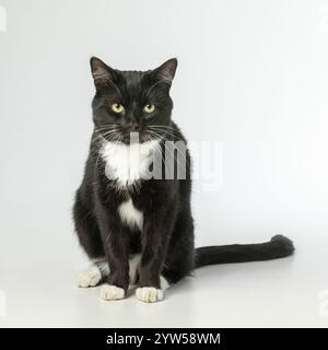 Chat noir et blanc assis face vers l'avant sur un fond blanc, regardant directement dans le cameraa Banque D'Images