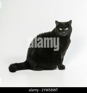 Chat noir assis sur le côté sur un fond blanc, regardant directement dans la caméra Banque D'Images