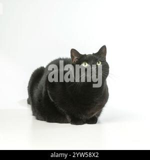 Chat noir accroupi regardant vers le haut, vu sur un fond blanc de studio Banque D'Images