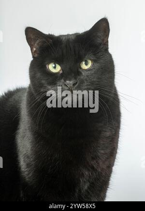 Gros plan du visage d'un chat noir Banque D'Images
