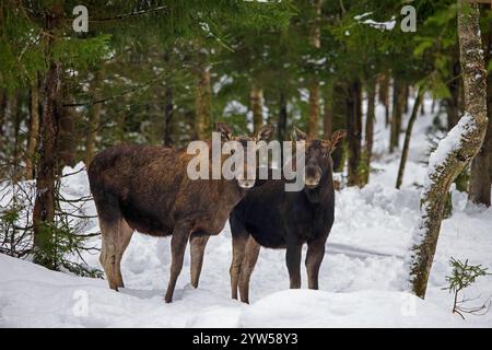 Orignal / élan (Alces alces) vache / femelle avec jeune taureau butinant dans la neige dans la forêt de conifères avec des épinettes en hiver, Suède Banque D'Images