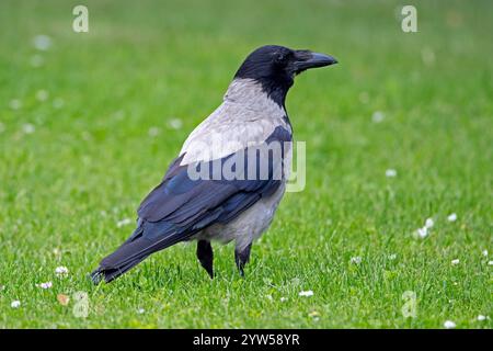 Corneille à capuchon d'Europe du Nord (Corvus cornix cornix / Corvus corone cornix) buvant dans les prairies en été Banque D'Images