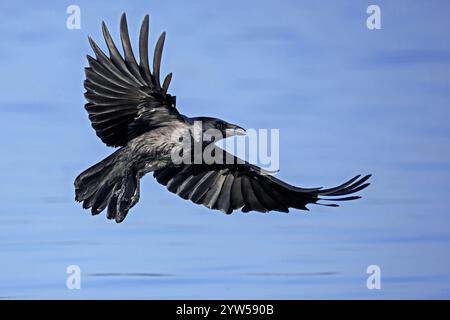 Corbeau à capuchon d'Europe du Nord (Corvus cornix cornix / Corvus corone cornix) volant au-dessus de l'eau du lac au printemps Banque D'Images