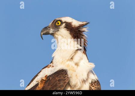 Balbuzard d'Amérique ou balbuzard de l'Ouest, Pandion haliaetus carolinensis, gros plan d'une tête d'oiseau, Everglades, Floride, États-Unis Banque D'Images