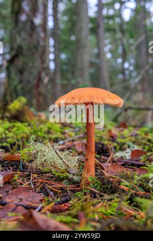 Gros plan d'un champignon de Laccaria cireux (Laccaria laccata), communément appelé Deceiver, poussant dans la mousse et la litière de feuilles sur le plancher forestier avec des arbres i Banque D'Images