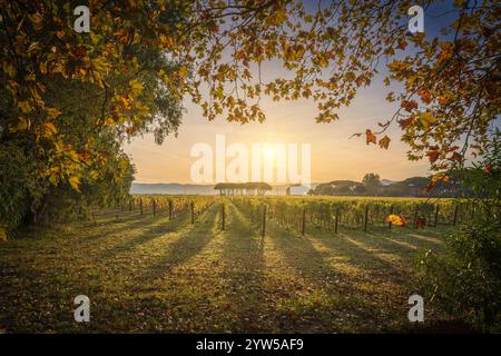 Vignoble de Bolgheri, et groupe de pins au lever du soleil.Feuilles d'arbre d'avion comme un cadre, saison d'automne.Paysage en Alta Maremme, région Toscane, Italie, EUR Banque D'Images