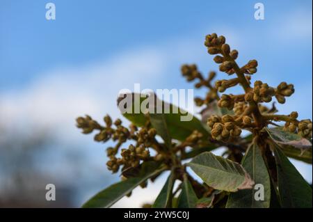 Des fleurs douces émergent des feuilles vertes sous un ciel bleu vif, capturant l'essence de la beauté douce du printemps. Banque D'Images