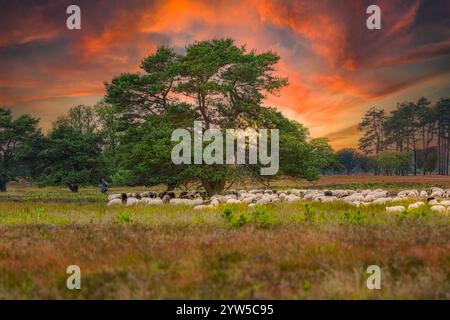 Paysage Doldersummerveld dans le Drents-Friese Wold avec un troupeau de rares moutons de bruyère Schoonebeker pâturant et couché sous les arbres et un berger de th Banque D'Images