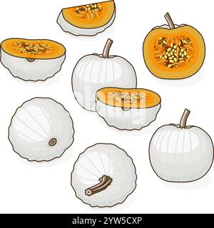 Ensemble de citrouille Casper ou de citrouille Lumina. Courge d'hiver. Cucurbita maxima. Légumes. Agrafe Illustration vectorielle isolée. Illustration de Vecteur