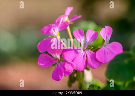 Les fleurs roses vibrantes mettent en valeur leur beauté tandis qu'elles prospèrent dans un cadre de jardin chaleureux et accueillant. Banque D'Images