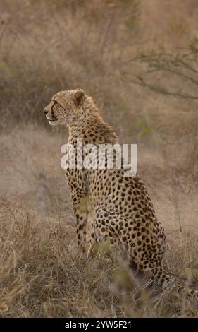 guépard solitaire assis Banque D'Images