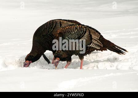 Dindes sauvages en Ontario, Canada à une mangeoire d'oiseaux d'hiver mangeant des graines sur le sol Banque D'Images