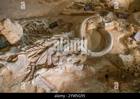 Fossile d'un mammouth colombien (Mammuthus columbi) au Waco Mammoth National Monument, Waco, Texas, États-Unis Banque D'Images