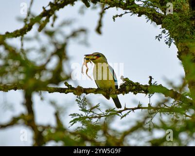 Martin pêcheur des bois (Halcyon senegalensis) perché sur une branche avec des proies de grenouille arboricole. Parc national du lac Mburo, Ouganda Banque D'Images