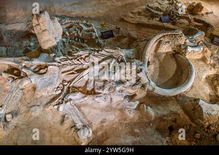 Fossile d'un mammouth colombien (Mammuthus columbi) au Waco Mammoth National Monument, Waco, Texas, États-Unis Banque D'Images