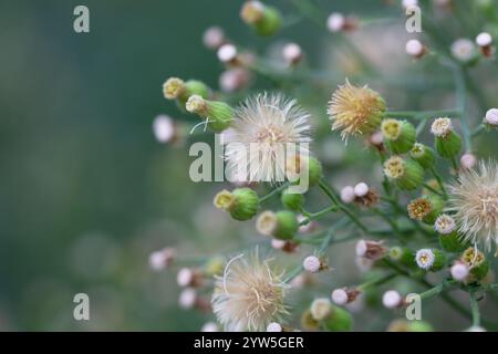 Conyza canadensis, ou paille de lit canadienne, gros plan de la paille de lit. Délicates fleurs moelleuses sur un fond flou en automne, octobre. Floral d'automne Banque D'Images