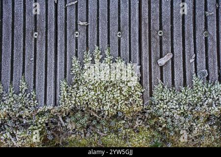 Mousse gelée couverte de glace, poussant sur une terrasse en bois. Banque D'Images