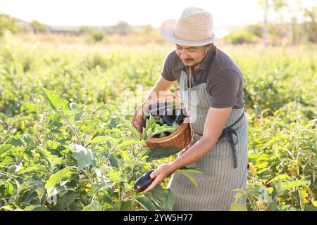 Agriculteur récoltant des aubergines mûres dans le champ le jour ensoleillé Banque D'Images