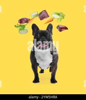 Chien mignon entouré de légumes volants et foie cru sur fond orange. Nourriture naturelle pour animaux de compagnie Banque D'Images