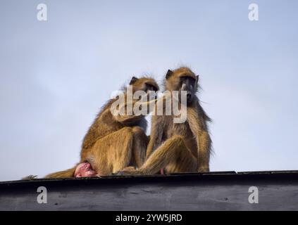 Une paire de babouins du Cap, également connus sous le nom de babouins chacma, se toilettent sur le toit du Hwange Safari Lodge au Zimbabwe, 2018 crédit : Vuk Valcic / Alamy Banque D'Images