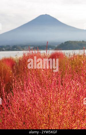 Découvrez le magnifique paysage d'automne avec un feuillage vibrant et coloré à côté d'une montagne majestueuse en toile de fond Banque D'Images