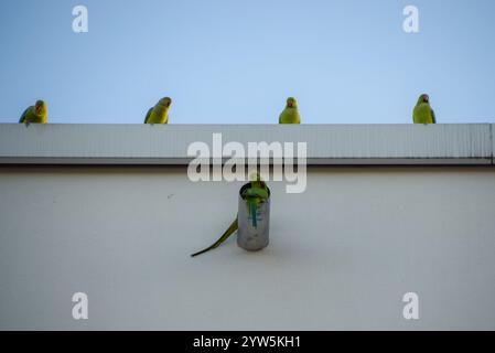 Les perruches à col annulaire, également connues sous le nom de perruches à anneaux de rose, reposent sur le dessus d'un bâtiment et à l'intérieur d'une pipe à Cologne, en Allemagne. Crédit : Vuk Valcic/Alamy Banque D'Images