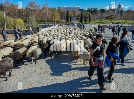 Madrid, Espagne. 8 décembre 2024. Une centaine de moutons avec leurs jeunes bergers marchent dans plusieurs rues de Madrid de Ciudad Universitaria à Casa de Campo (crédit image : © Richard Zubelzu/ZUMA Press Wire) USAGE ÉDITORIAL SEULEMENT! Non destiné à UN USAGE commercial ! Banque D'Images