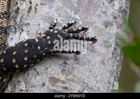 Détails d'un Lace Monitor ou Lace Goanna Caw (Varanus varius), North Stradbroke Island, Queensland, Queensland, Queensland, Queensland, Australie Banque D'Images