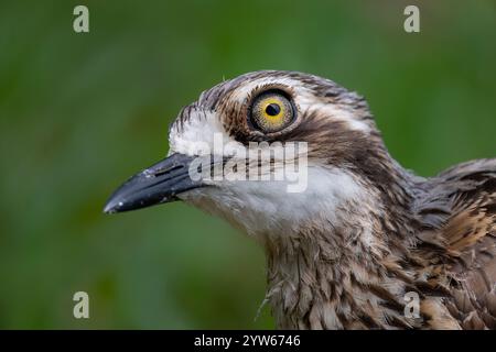 Portrait d'un Curlew de Bush (Burhinus grallarius), North Stradbroke Island, Queensland, Queensland, Queensland, Queensland, Australie Banque D'Images