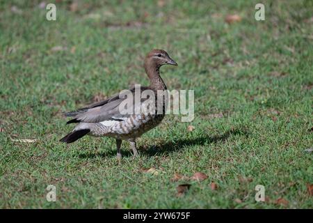Canard des bois australien femelle (Chenonetta jubata), North Stradbroke Island, Queensland, Queensland, Queensland, Queensland, Australie Banque D'Images